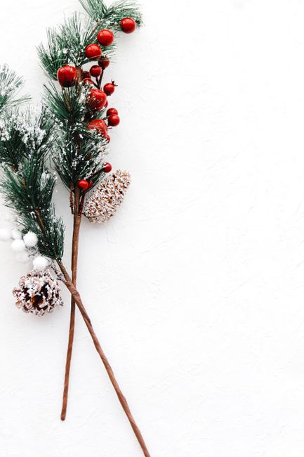 Minimalist Christmas decoration with pine branches, red berries, and white background for winter holiday themes.