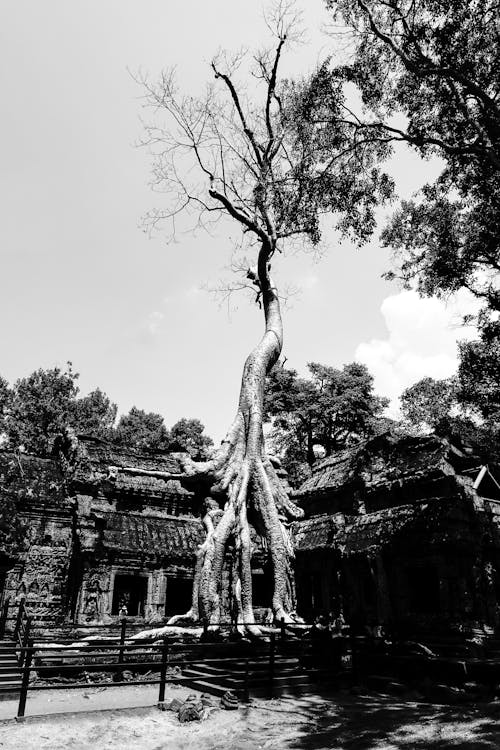 Fotos de stock gratuitas de árbol increíble