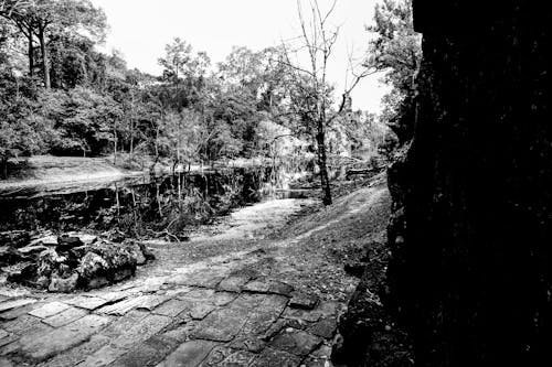 Fotos de stock gratuitas de bosque en blanco y negro