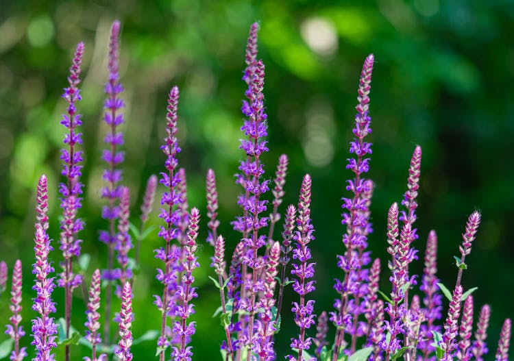 Purple Heather Flowers