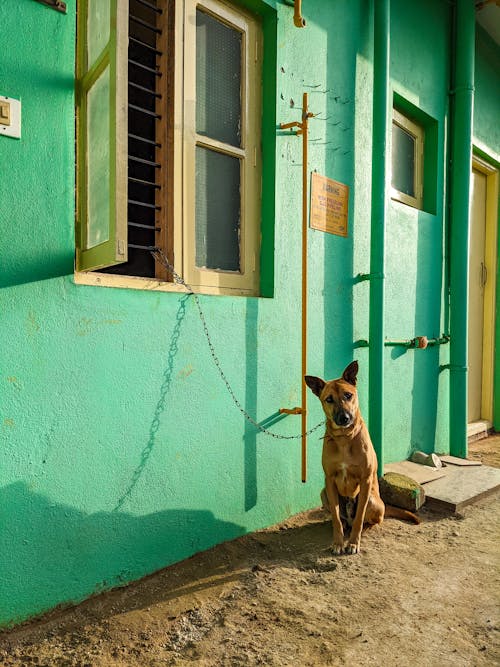 бесплатная Бесплатное стоковое фото с вертикальный выстрел, домашнее животное, коричневая собака Стоковое фото