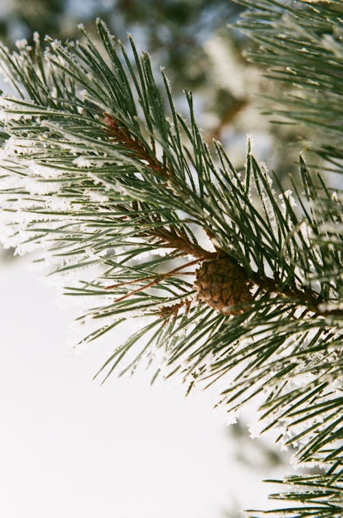 Green Pine Cone on Green Pine Tree