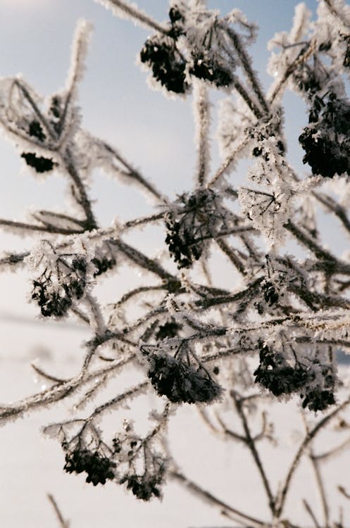 Ilmainen kuvapankkikuva tunnisteilla flunssa, haukkuminen, jäätynyt