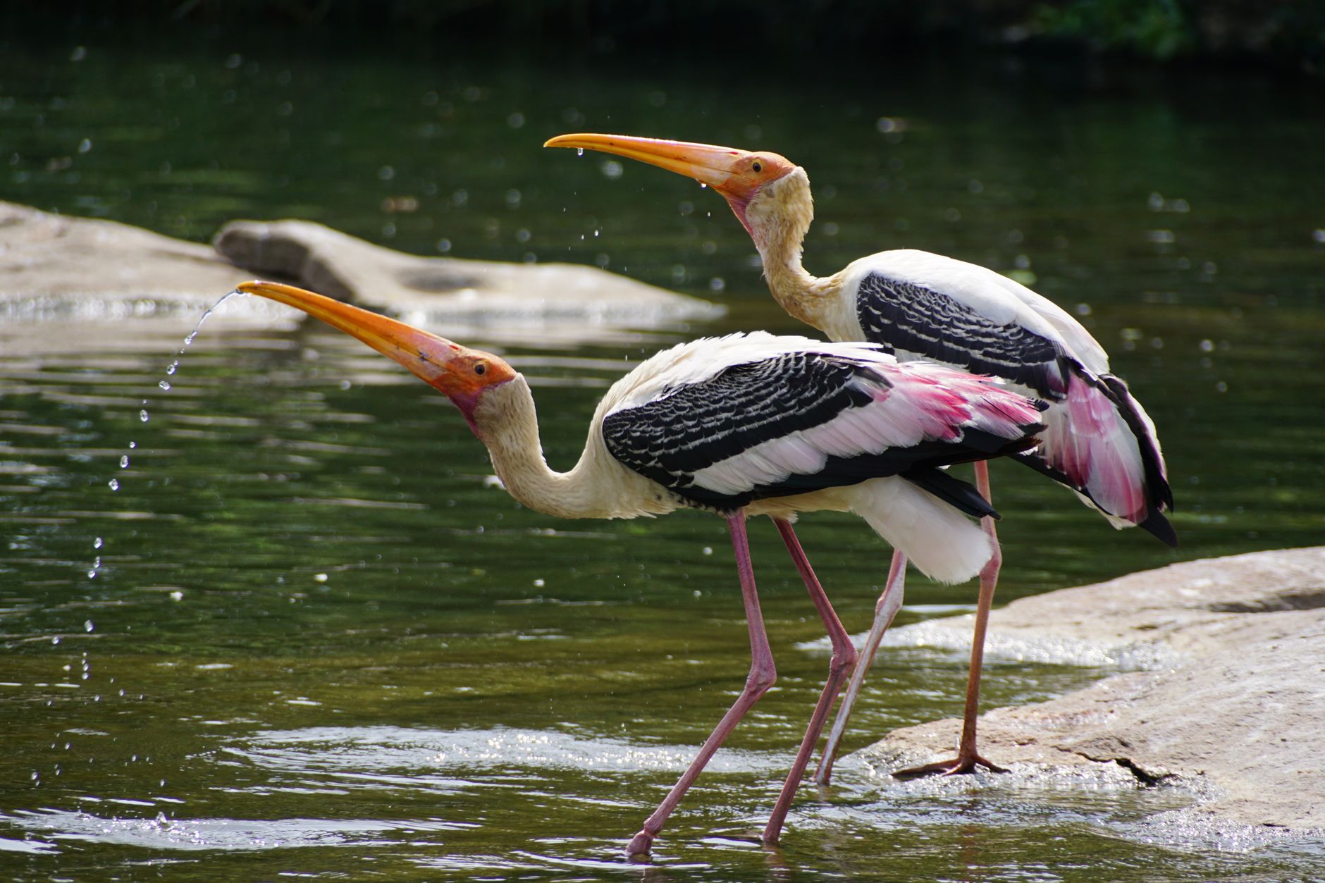 Painted storks in a shallow wetland with cycle rickshaws on a park track