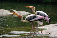 两只彩绘鹳优雅地在宁静的湖中涉水饮水