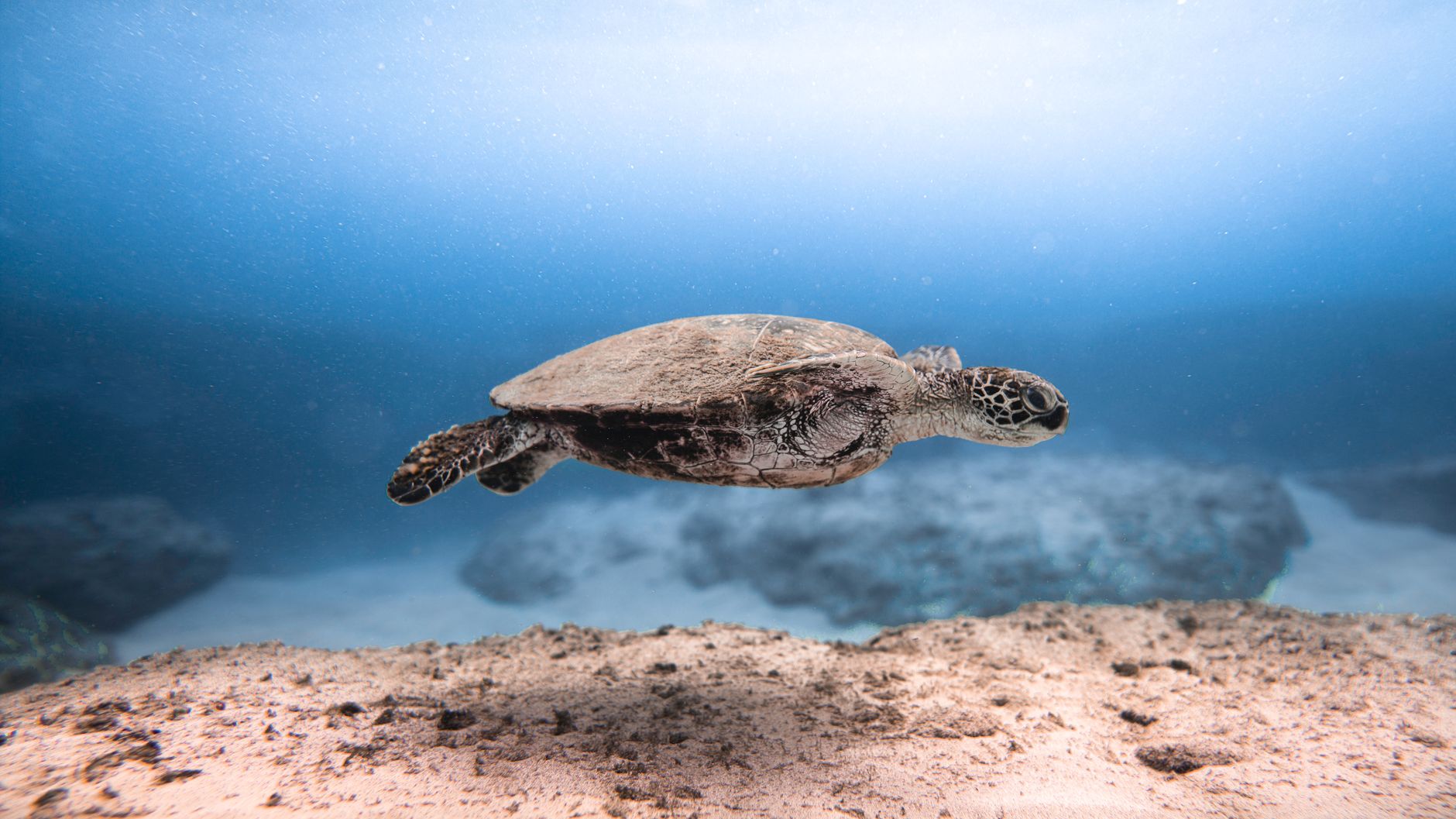 Dive into Ocean Life Conservation Status: Quiz Yourself