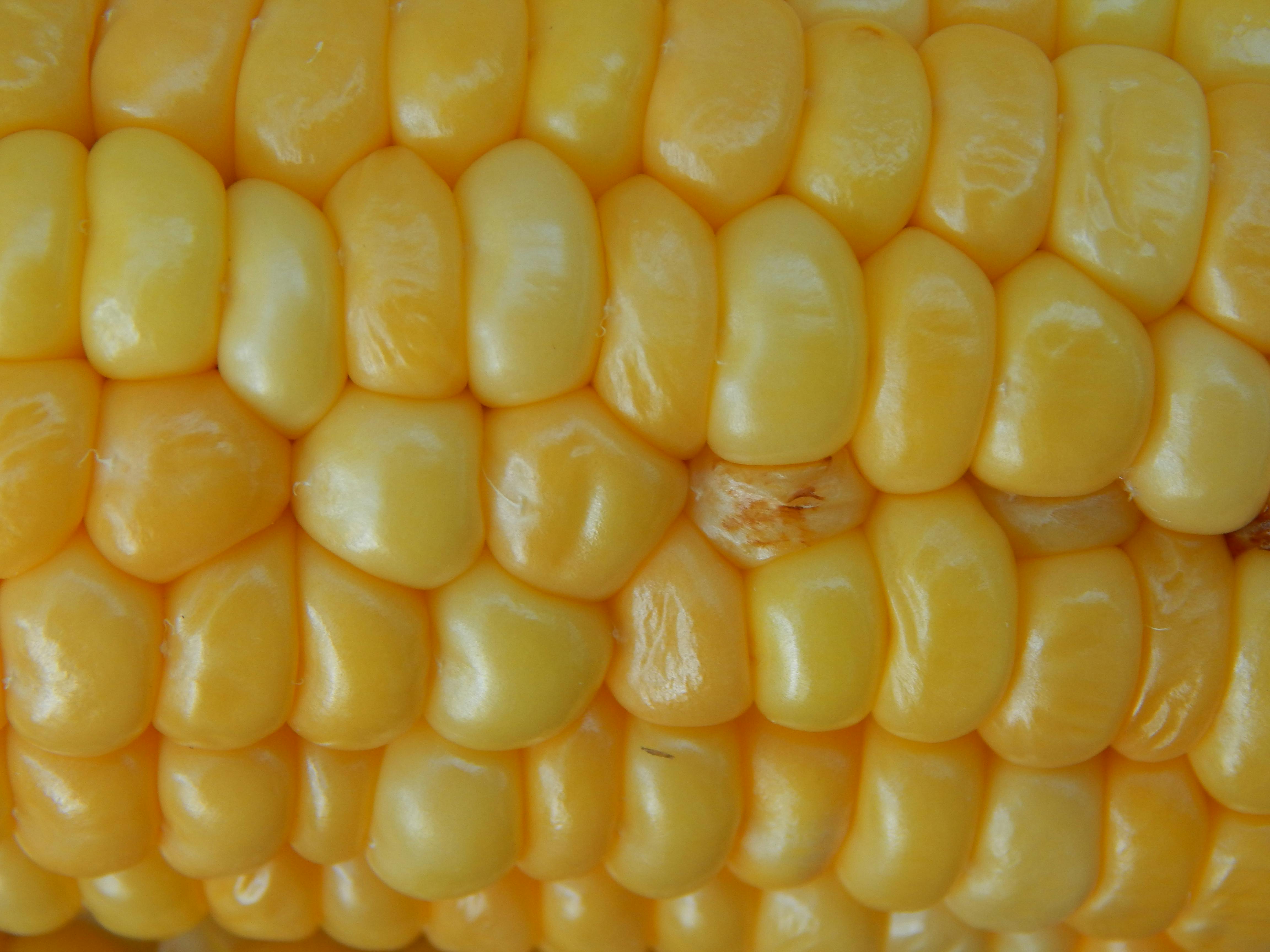 Vista panorâmica da vila de Sintra, Portugal, com o Palácio da Pena ao fundo