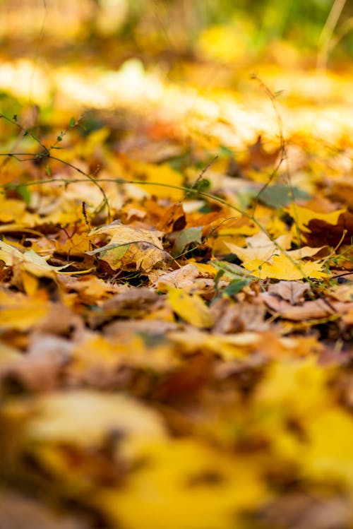 Close-Up Shot of Fallen Leaves