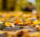 Fallen Dried Leaves on the Ground