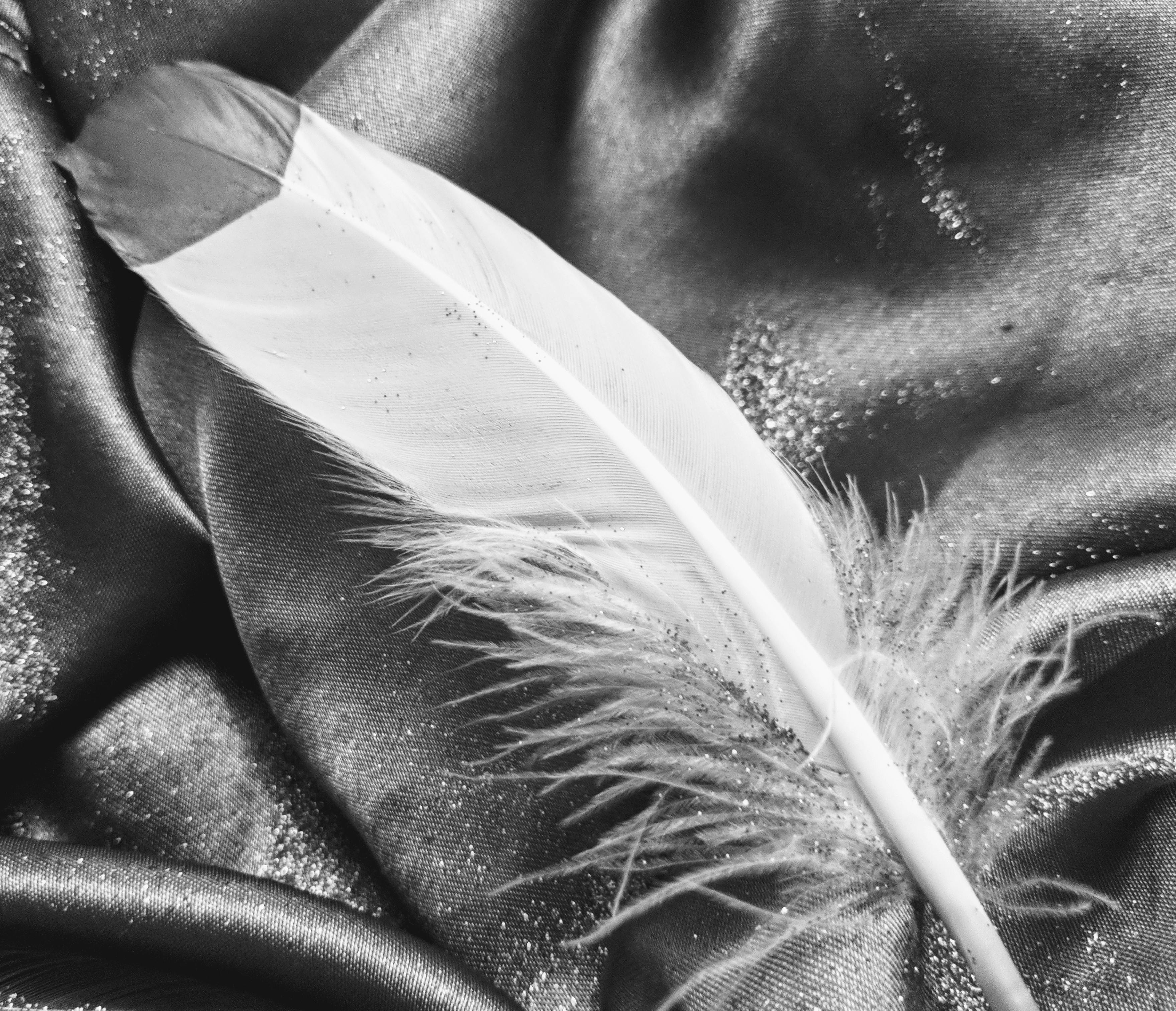 Free stock photo of black and white feather