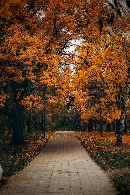 Footpath in the Forest Park