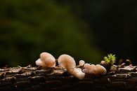 White Mushrooms on Brown Wooden Log