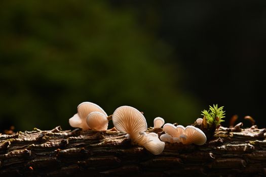 White Mushrooms on Brown Wooden Log