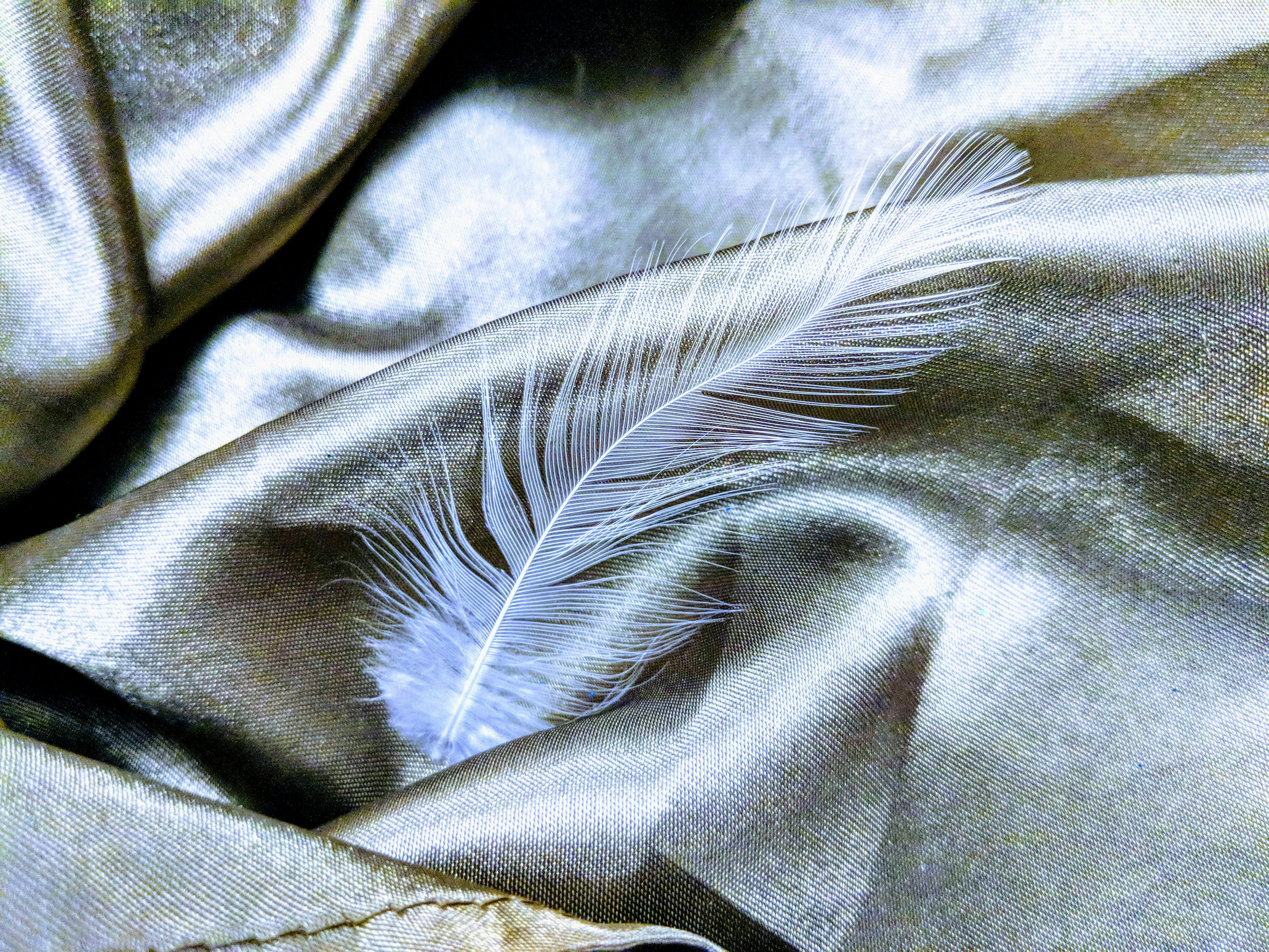 Free stock photo of feather art, feather stock pho, Light blue feather