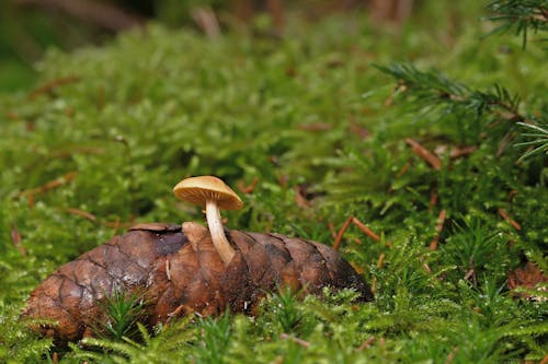 Brown Mushroom on Pine Cone