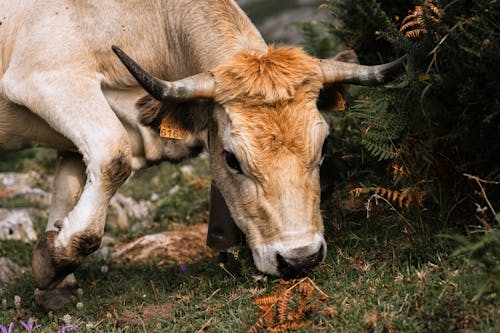 бесплатная Бесплатное стоковое фото с домашний скот, корова, коровье лицо Стоковое фото