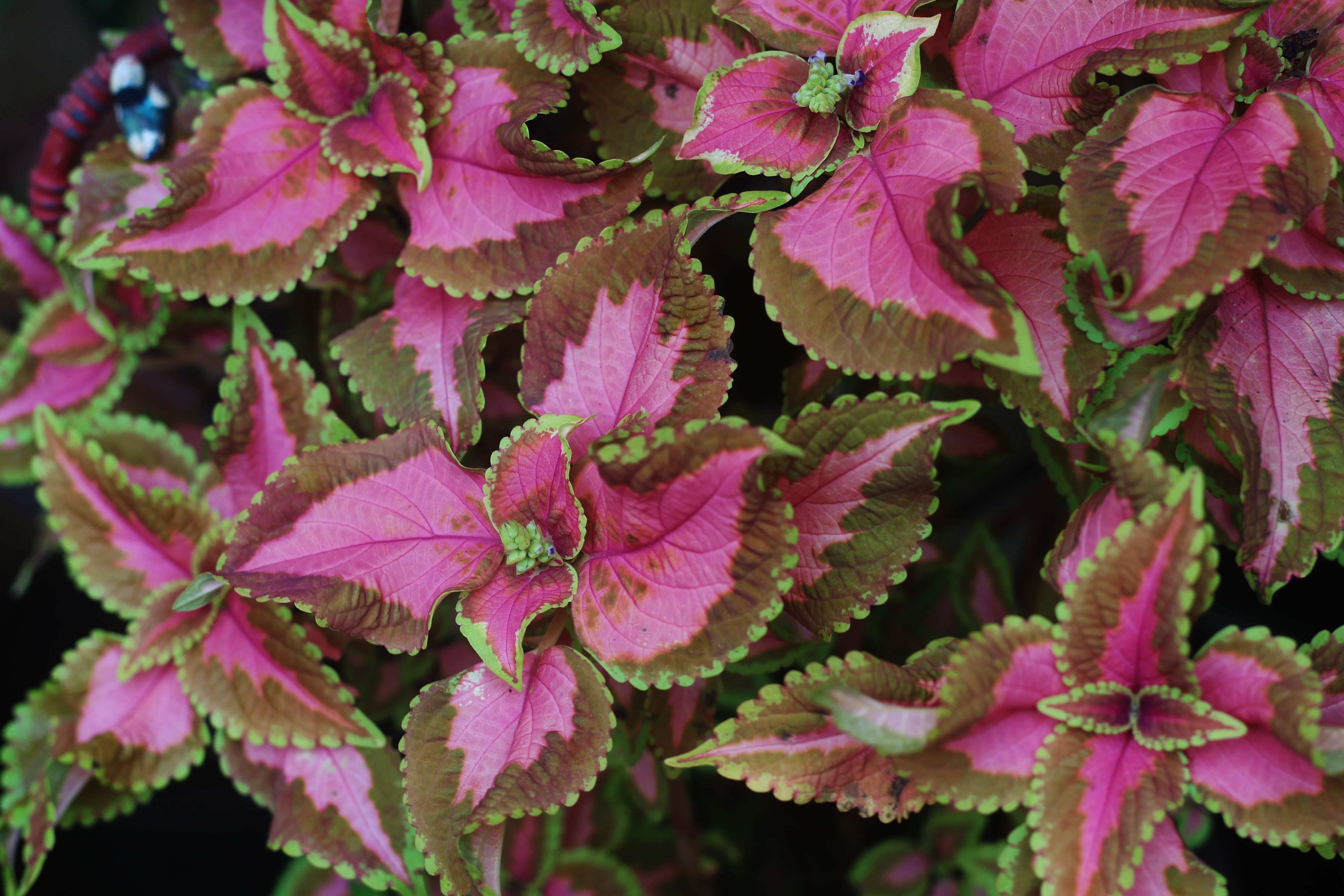 Our gardening columnist on why the smallest gardens often leave the biggest impression — Photo by Divya  Kanwar on Pexels