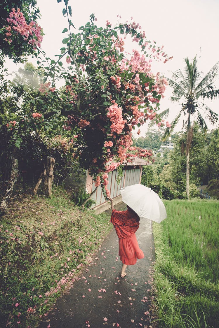 Woman With Umbrella Near Trees In Spring