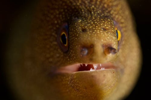 Free Eel in Close Up Photography Stock Photo