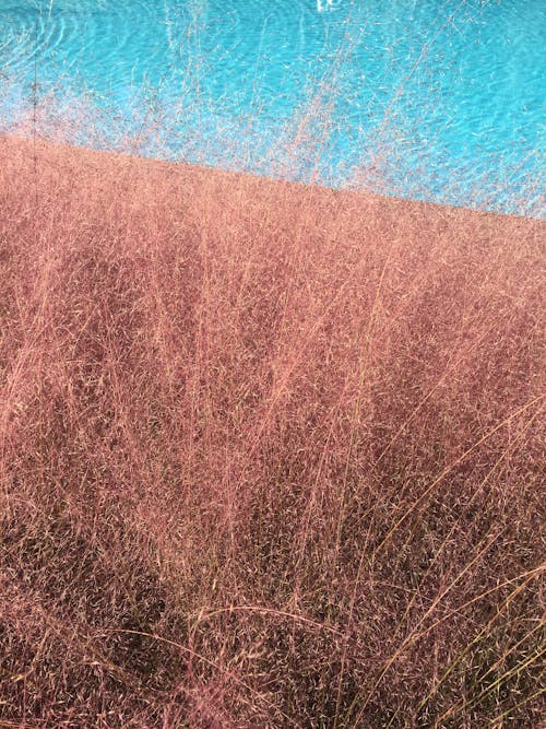 Free Brown Grass Near Body of Water Stock Photo