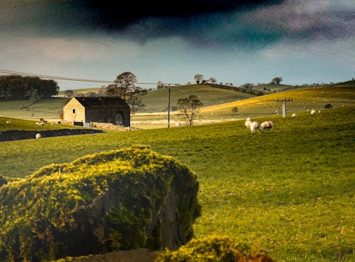 Free stock photo of countryside, landscape, sheep Stock Photo