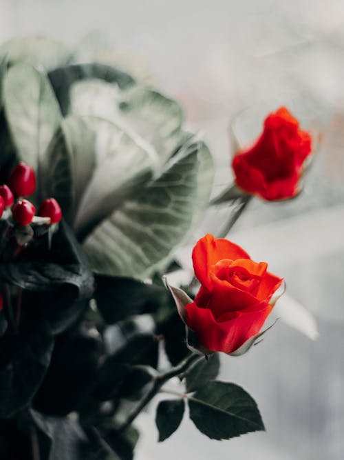 Red Roses in Bouquet