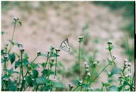 White and Black Butterfly on Green Plant