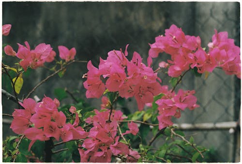 Blooming Pink Bougainvilleas