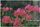bougainvillea
