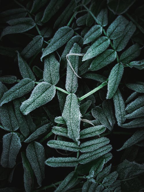 Green Leaves in Close Up Photography