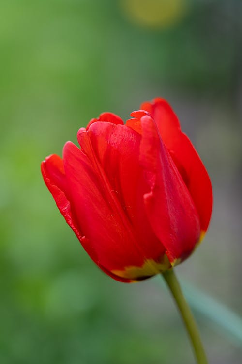 Close-Up Shot of a Red Tulip in Bloom