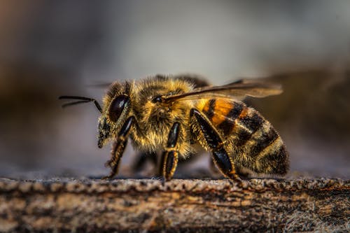 бесплатная Медоносная пчела на дереве Стоковое фото