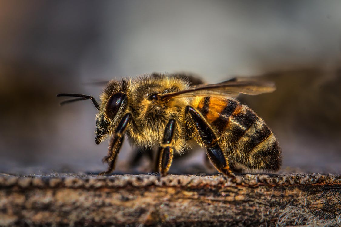 Free Honey Bee on Wood Stock Photo