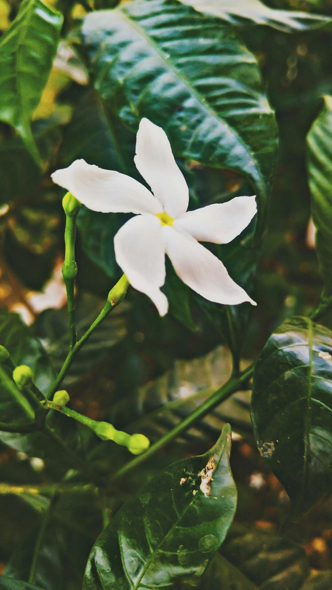 台湾夜市美食，胡椒饼和臭豆腐