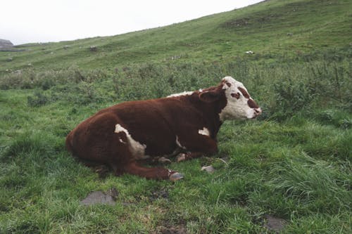 Ilmainen kuvapankkikuva tunnisteilla kenttä, lehmä, lehmä pellolla