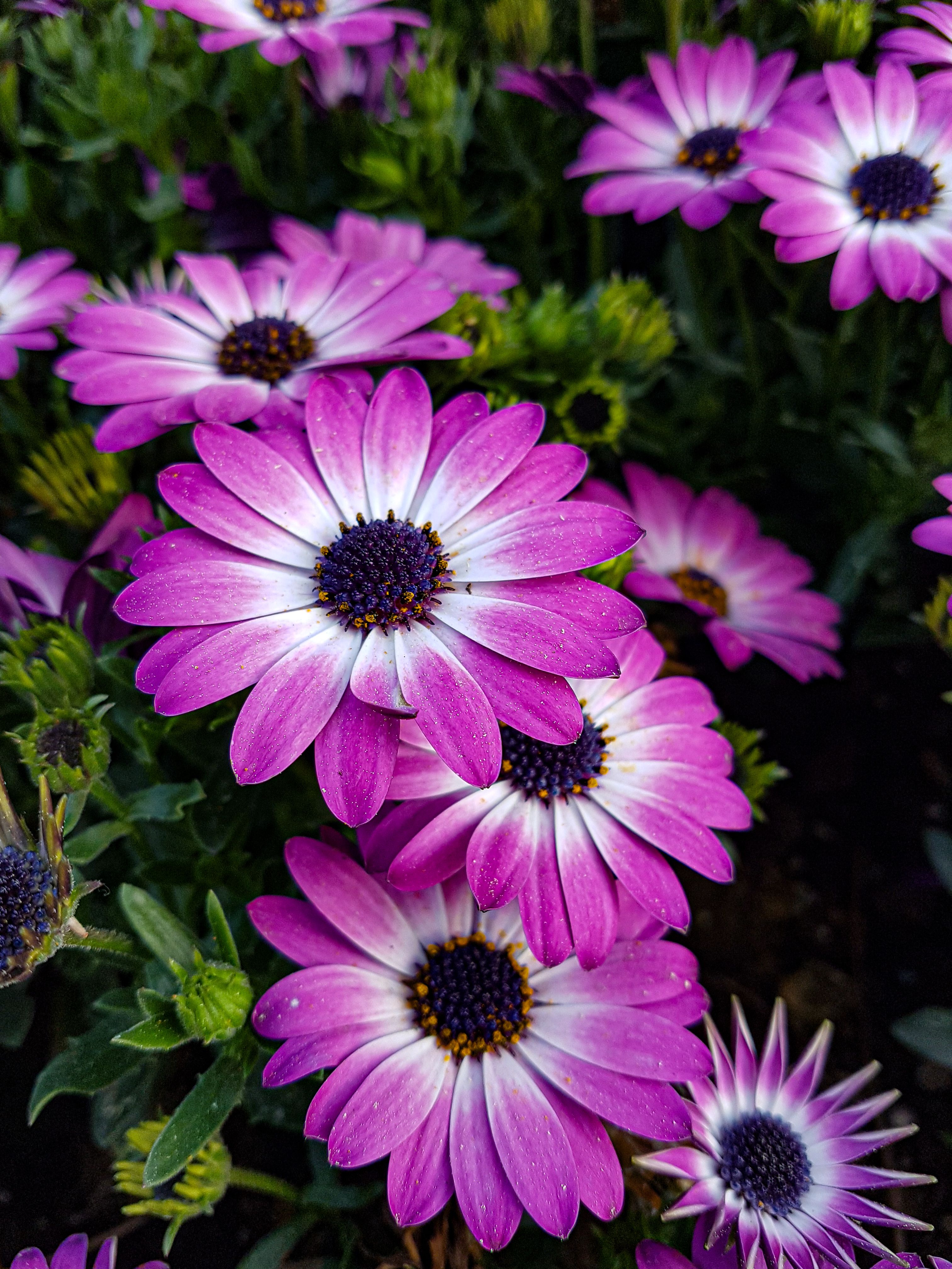 [ColoSach]-close-up-of-vibrant-purple-african-daisies-(osteospermum)-in-full-bloom,-showcasing-natural-beauty.
