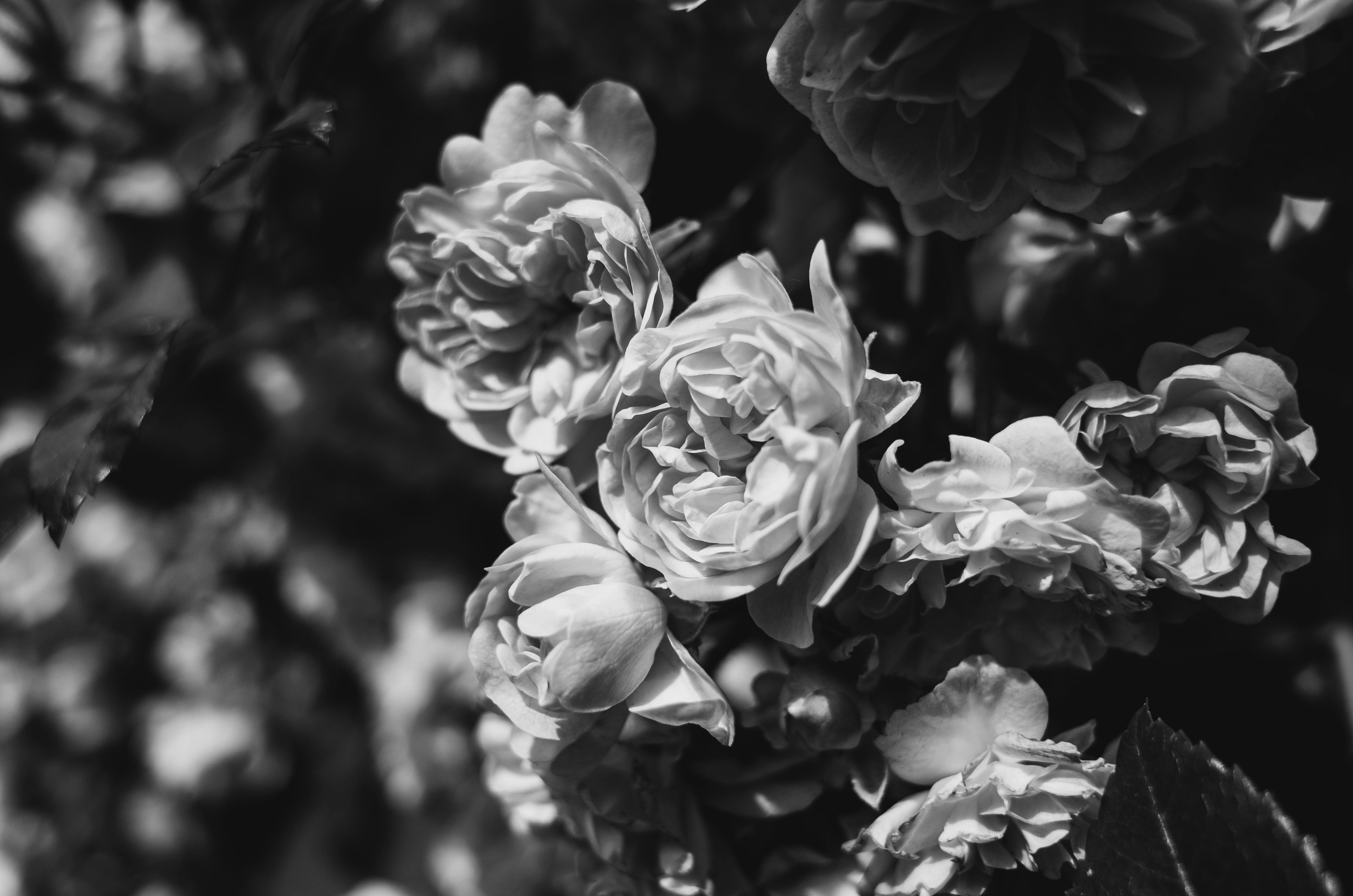 Download Black Supreme Greyscale Roses Wallpaper