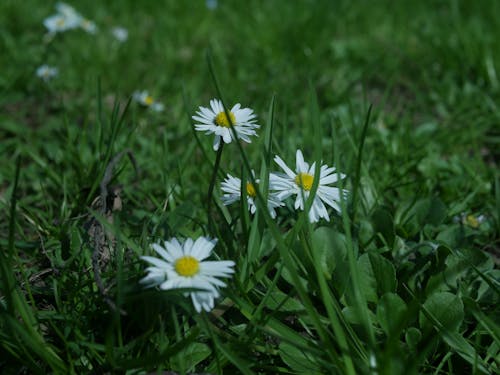 คลังภาพถ่ายฟรี ของ ดอกไม้