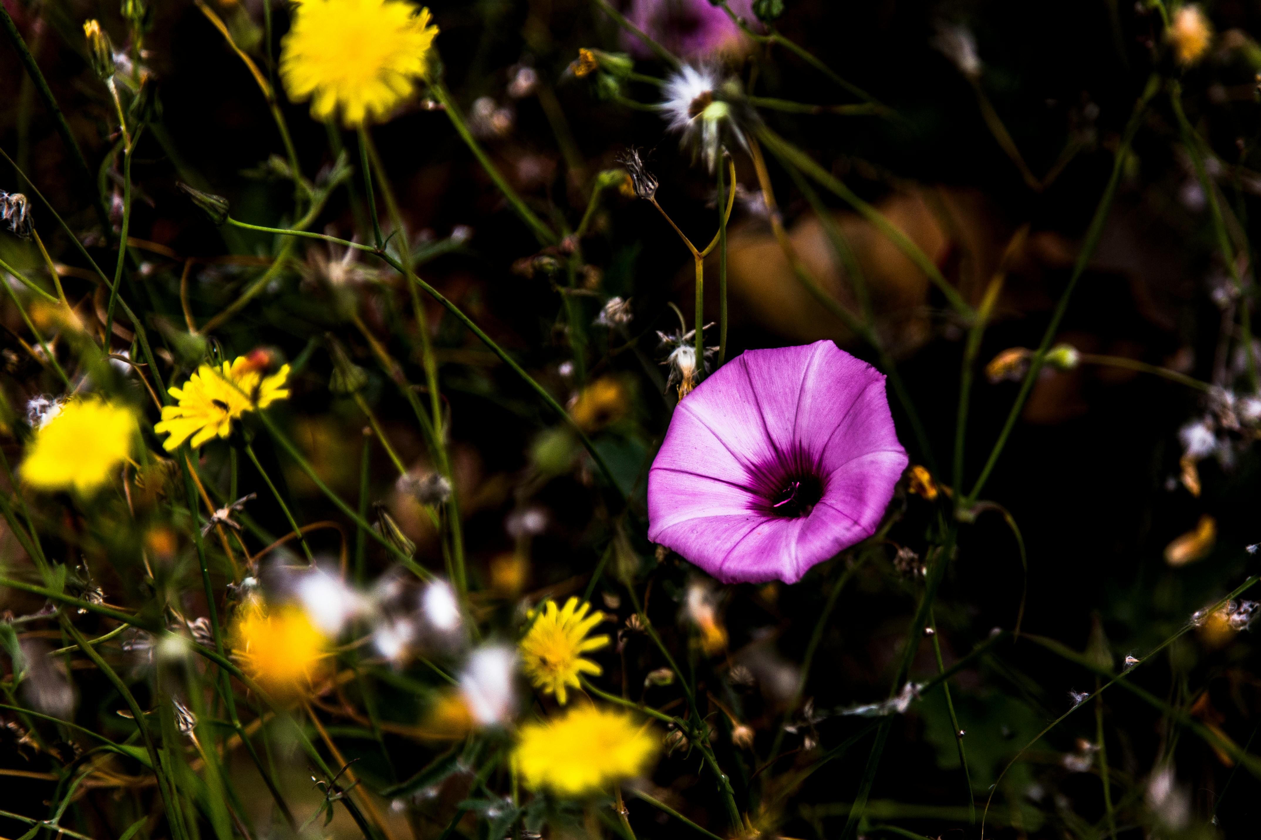 中国茶园的翠绿茶树