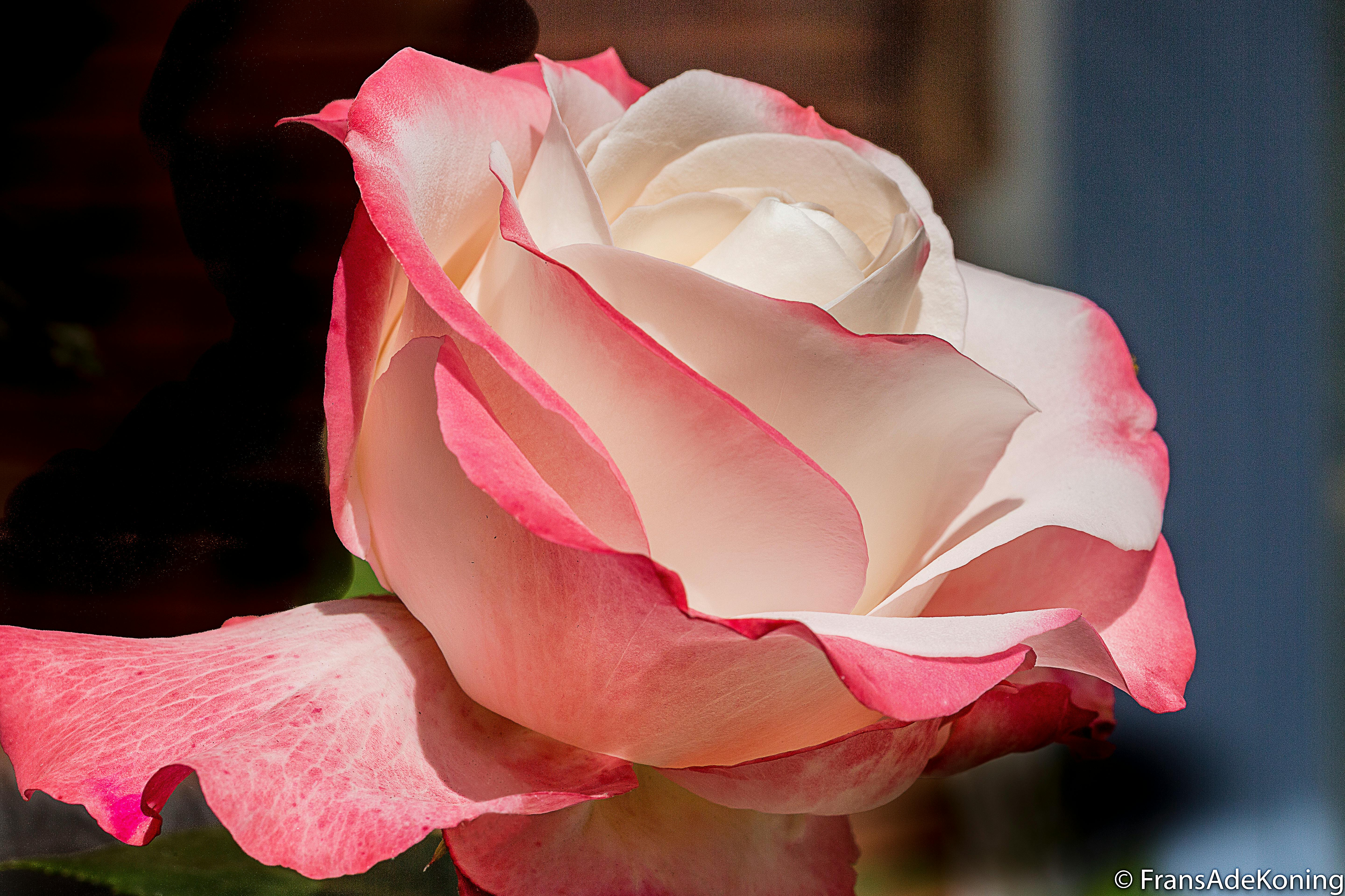 台北夜市美食，人们在摊位前品尝小吃