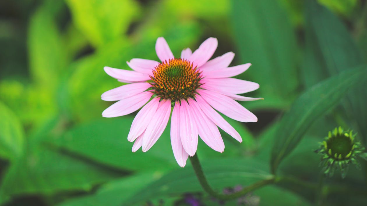 Ücretsiz Makro Fotoğrafta Mor Yapraklı çiçek Stok Fotoğraflar