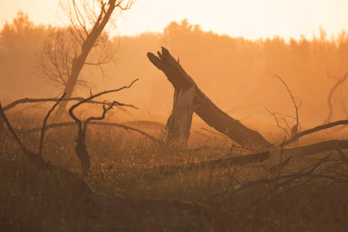 Arbre Nu Au Coucher Du Soleil