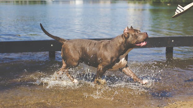 TOP 5 BEST PITBULLS : THE TRUTH AND MYTH