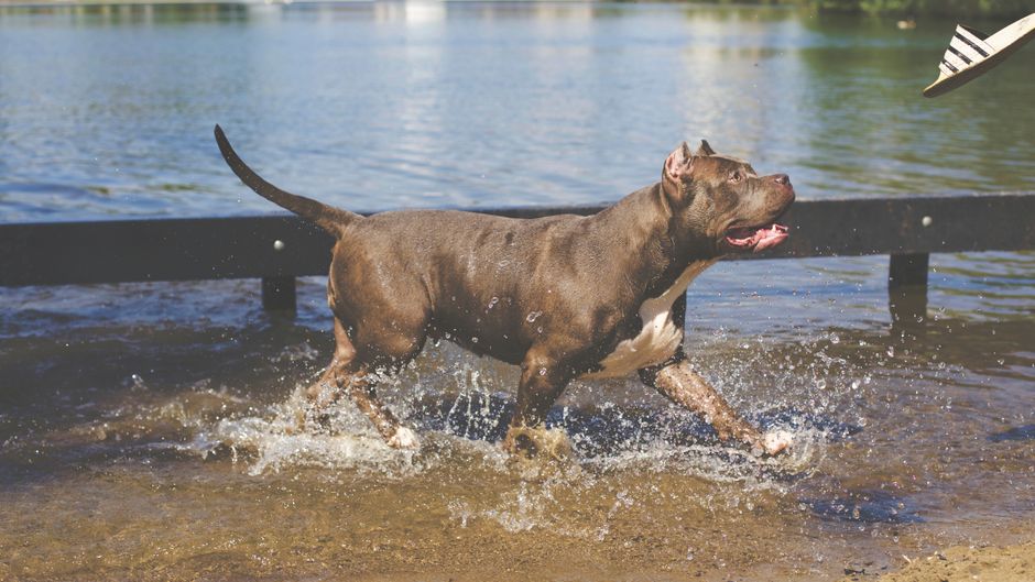 Happy dog running at Montrose Dog Beach - Apartments near Uptown Chicago Happy dog running at Montrose Dog Beach - Apartments near Uptown Chicago