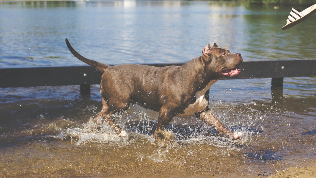 Free Tan American Pitbull Running on Water Stock Photo