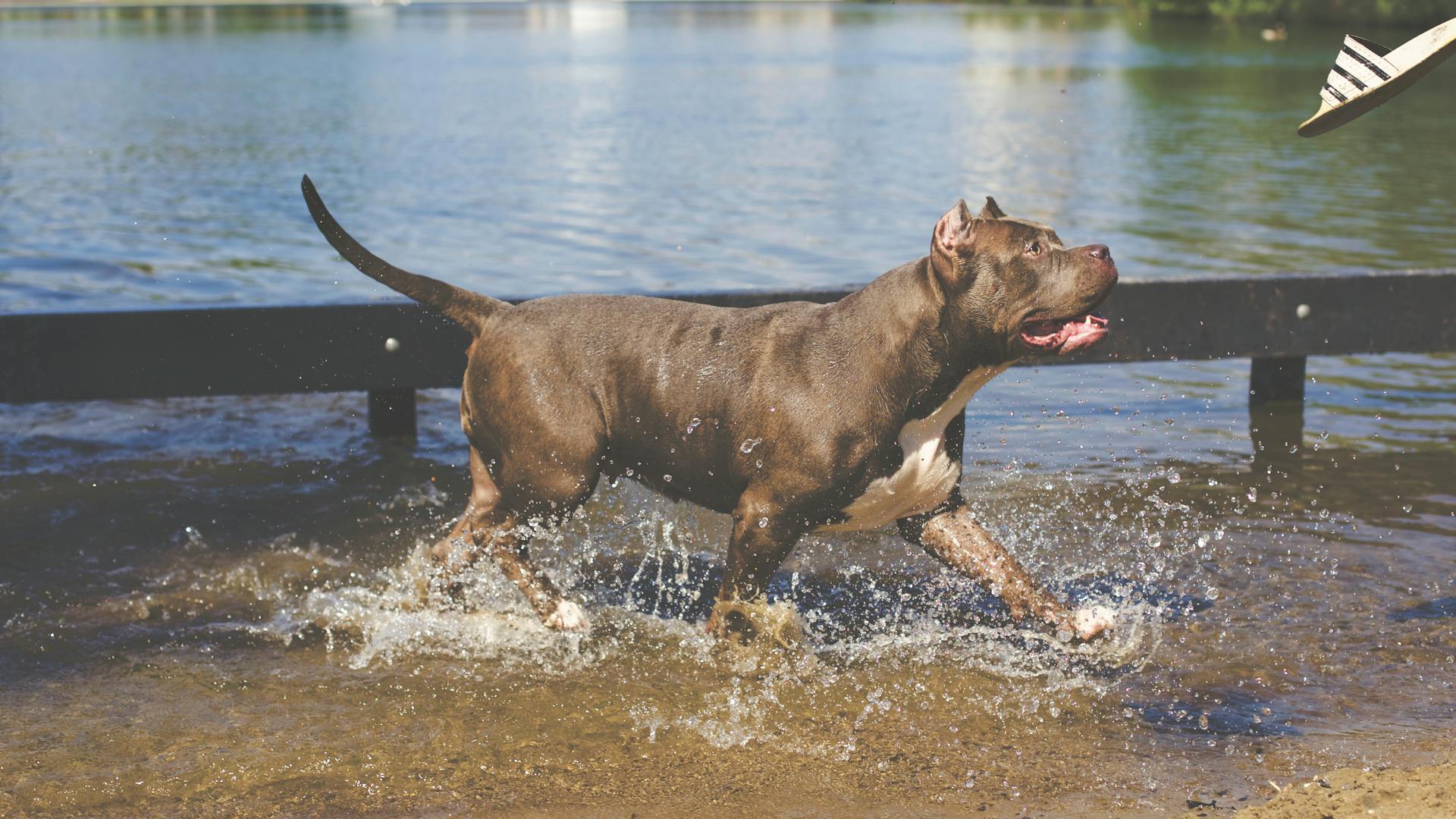 Un pitbull américain qui court sur l'eau