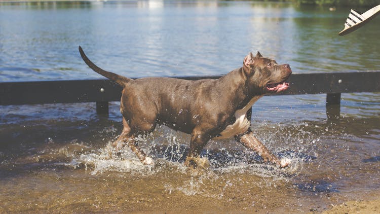 Tan American Pitbull Running On Water