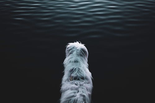 물 근처에 하얀 동물