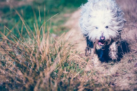 Photography of Dog in the Field
