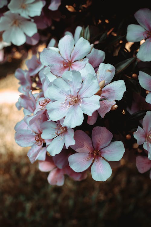 Foto d'estoc gratuïta de creixement, delicat, flora